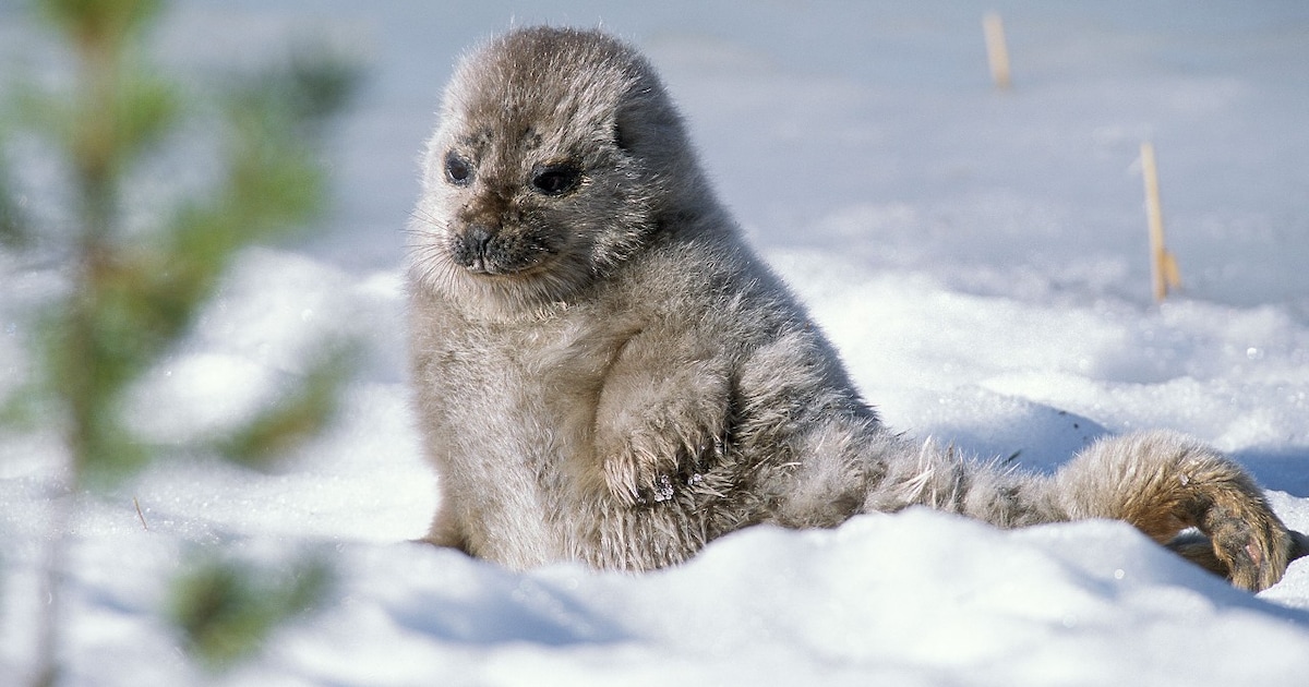 zeldzame-finse-zeehonden-gered
