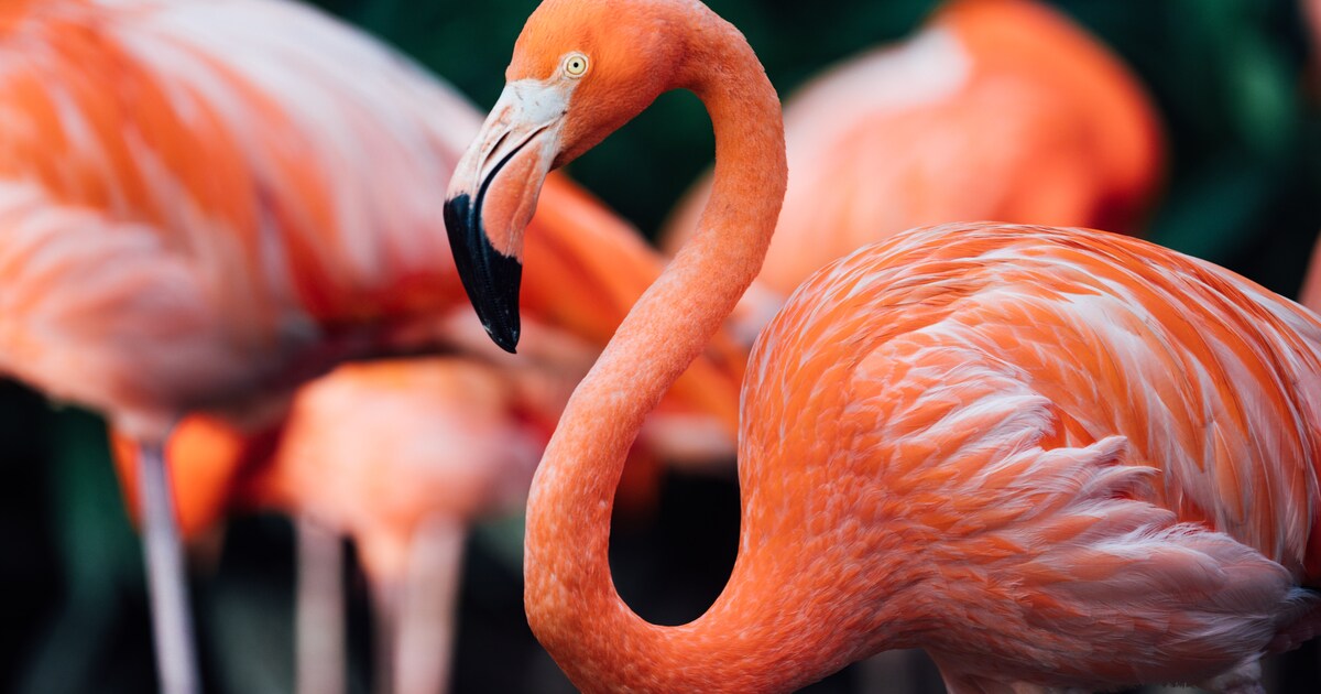 Flamingo's gespot langs Nederlandse kust