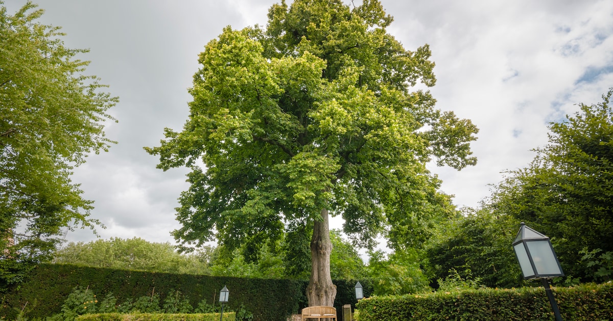 Lindeboom met Instagram gekozen tot boom van het jaar