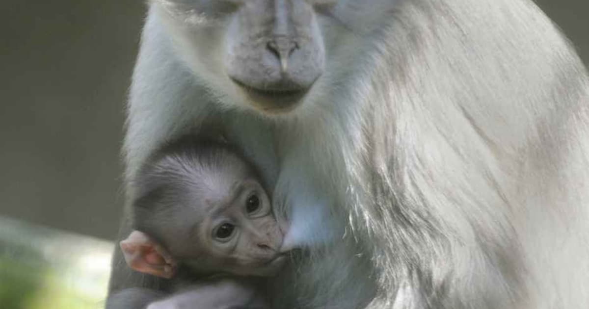Zeldzame baby-aap geboren in dierentuin Blijdorp