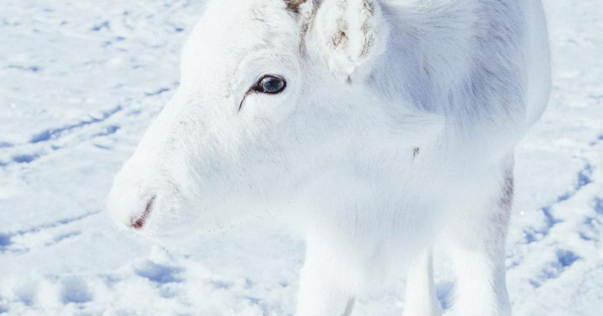 Witte rendierbaby is een hit op internet