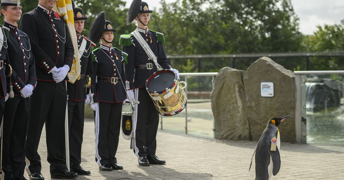 noors-leger-benoemt-pingu-n-tot-generaal-majoor