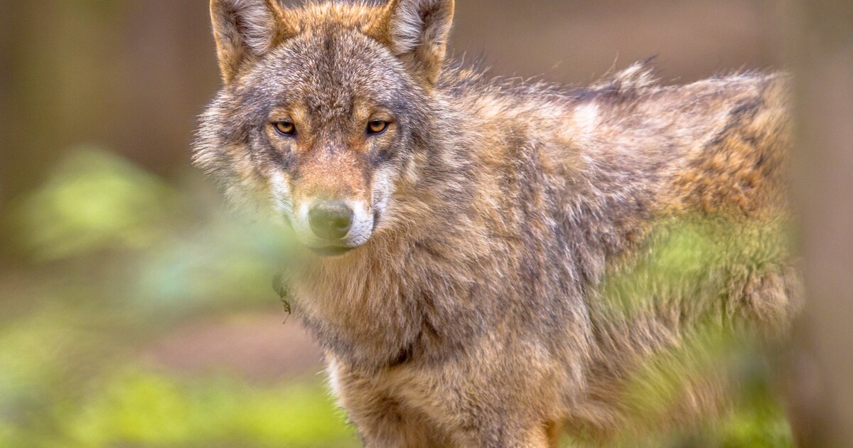 Wat vind jij: een halsband voor de wolf