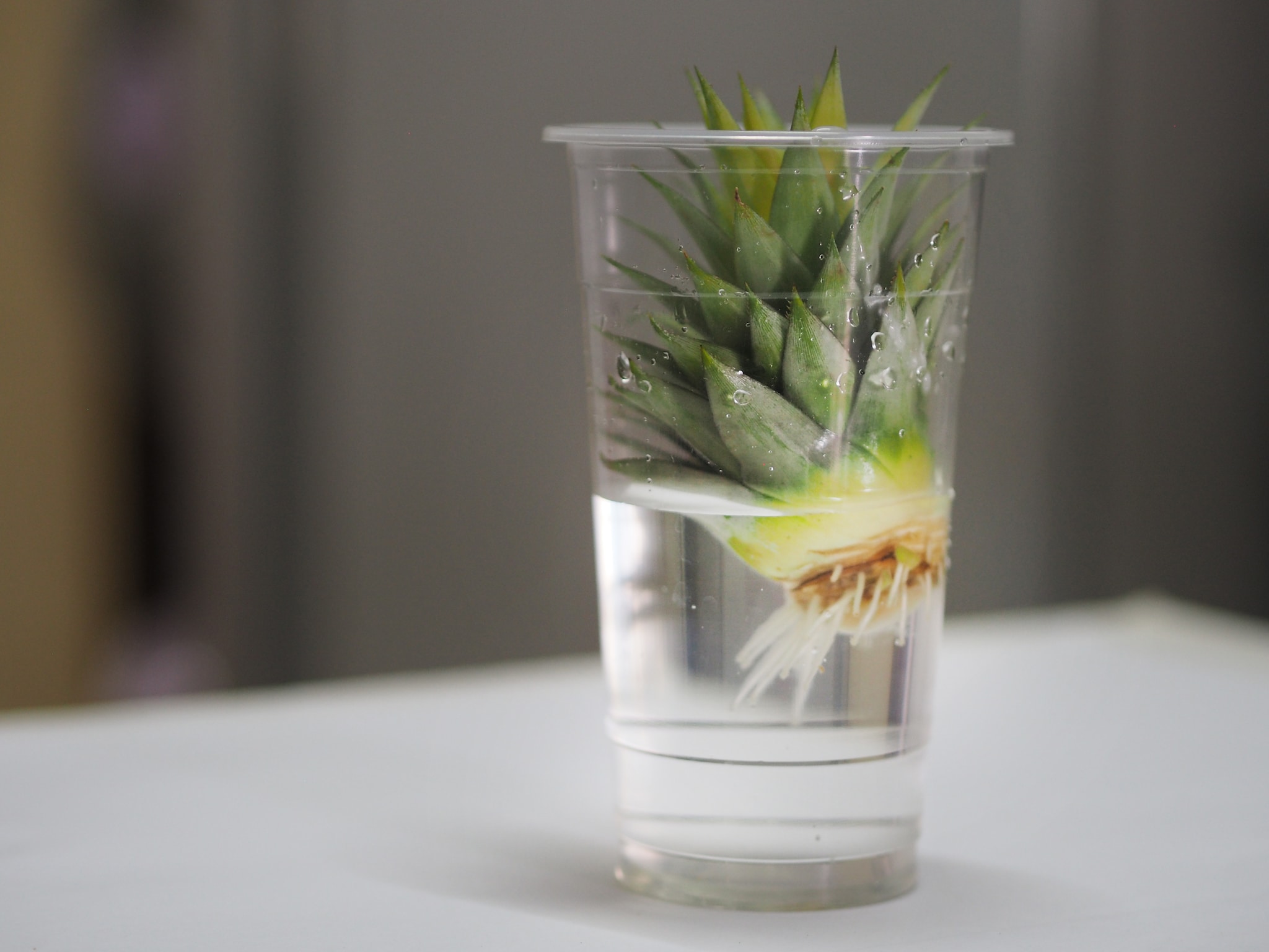 Fruit van je eigen vensterbank: ananas