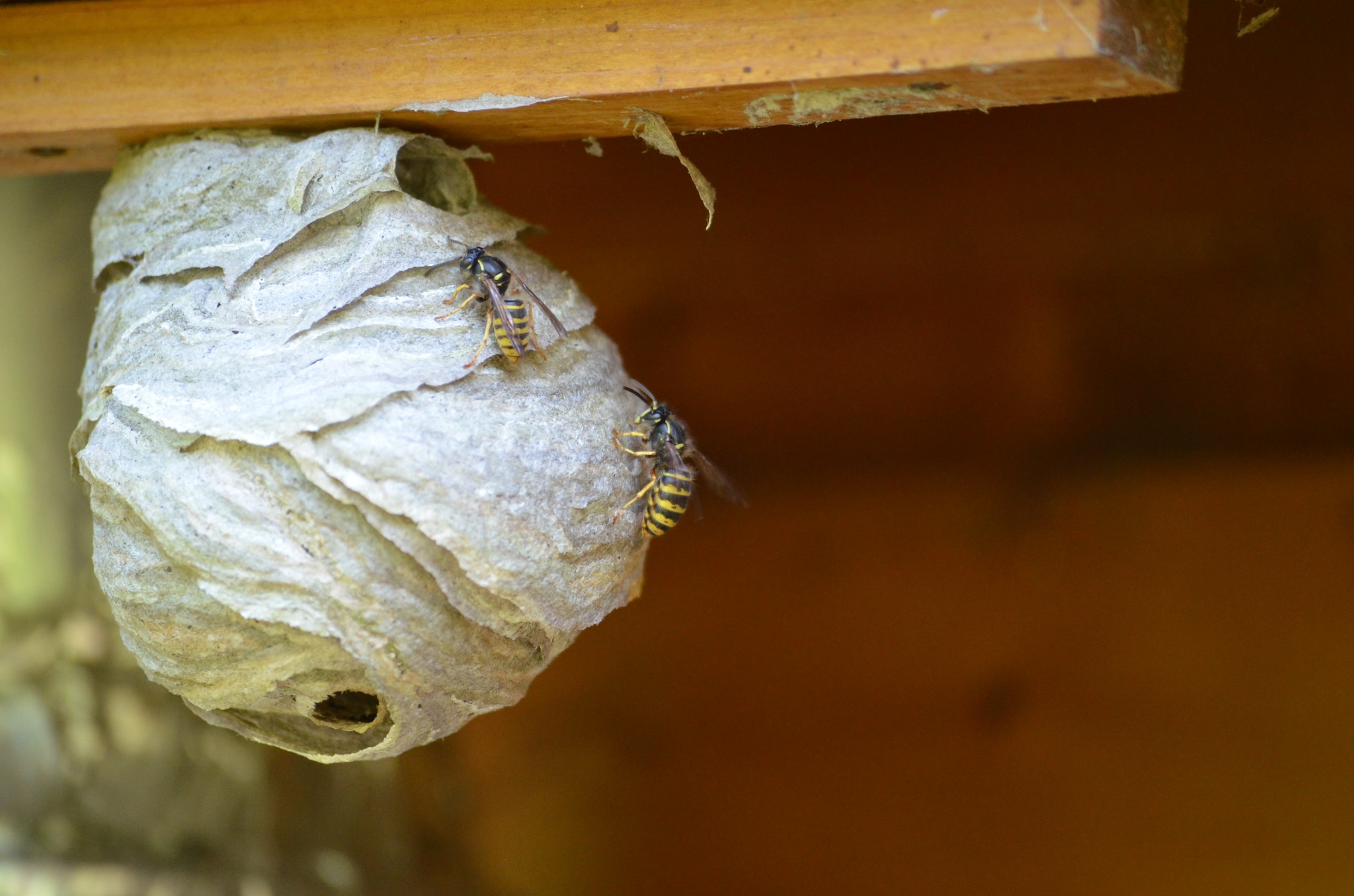 Het is het jaar van de wesp! Wist je dit al over het zwart-gele insect?