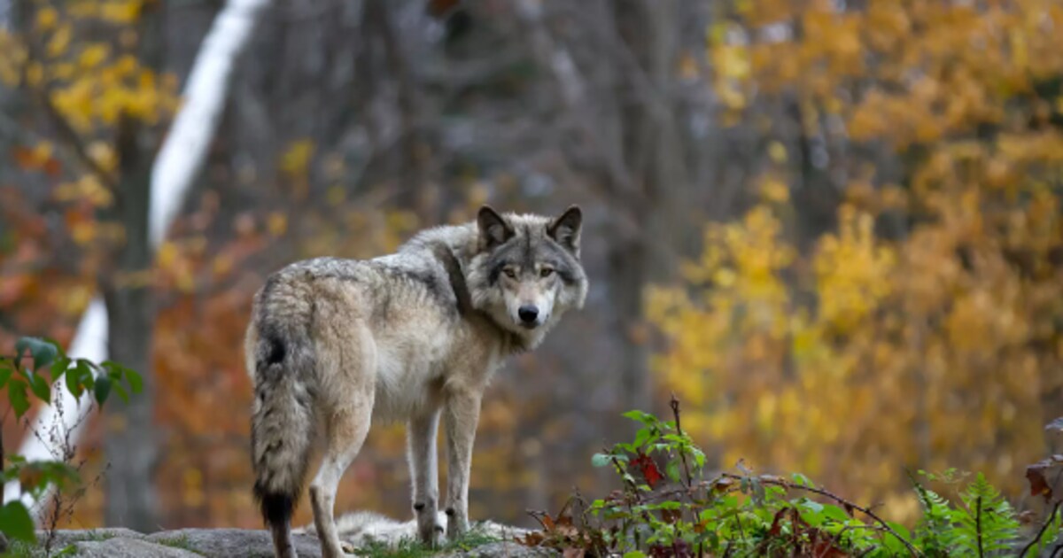 Provincie Utrecht waarschuwt voor wolf in Leusden