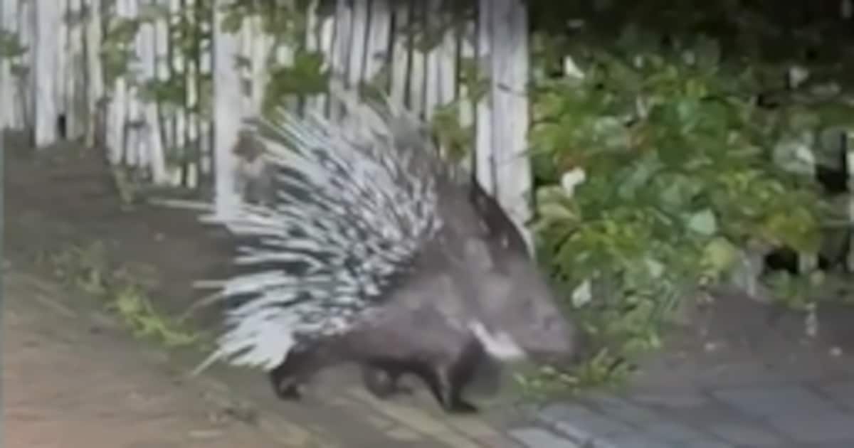 Stekelvarken loopt rond in Drentse woonwijk