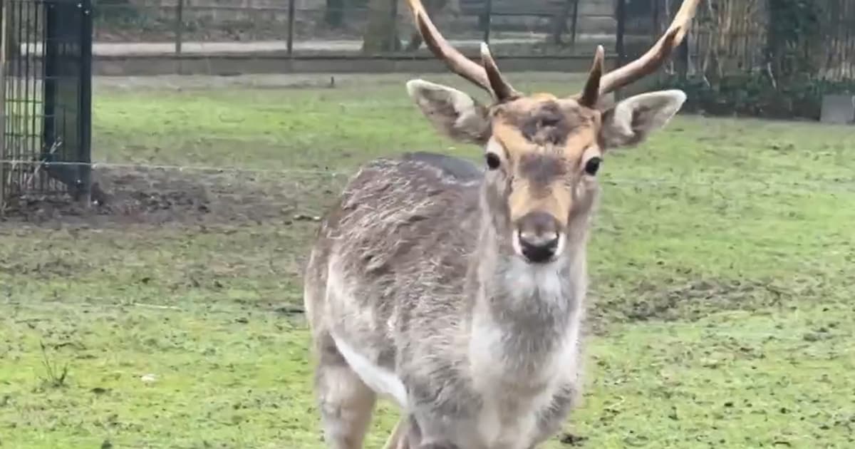 Wild hert springt hertenkamp in en vindt nieuw thuis