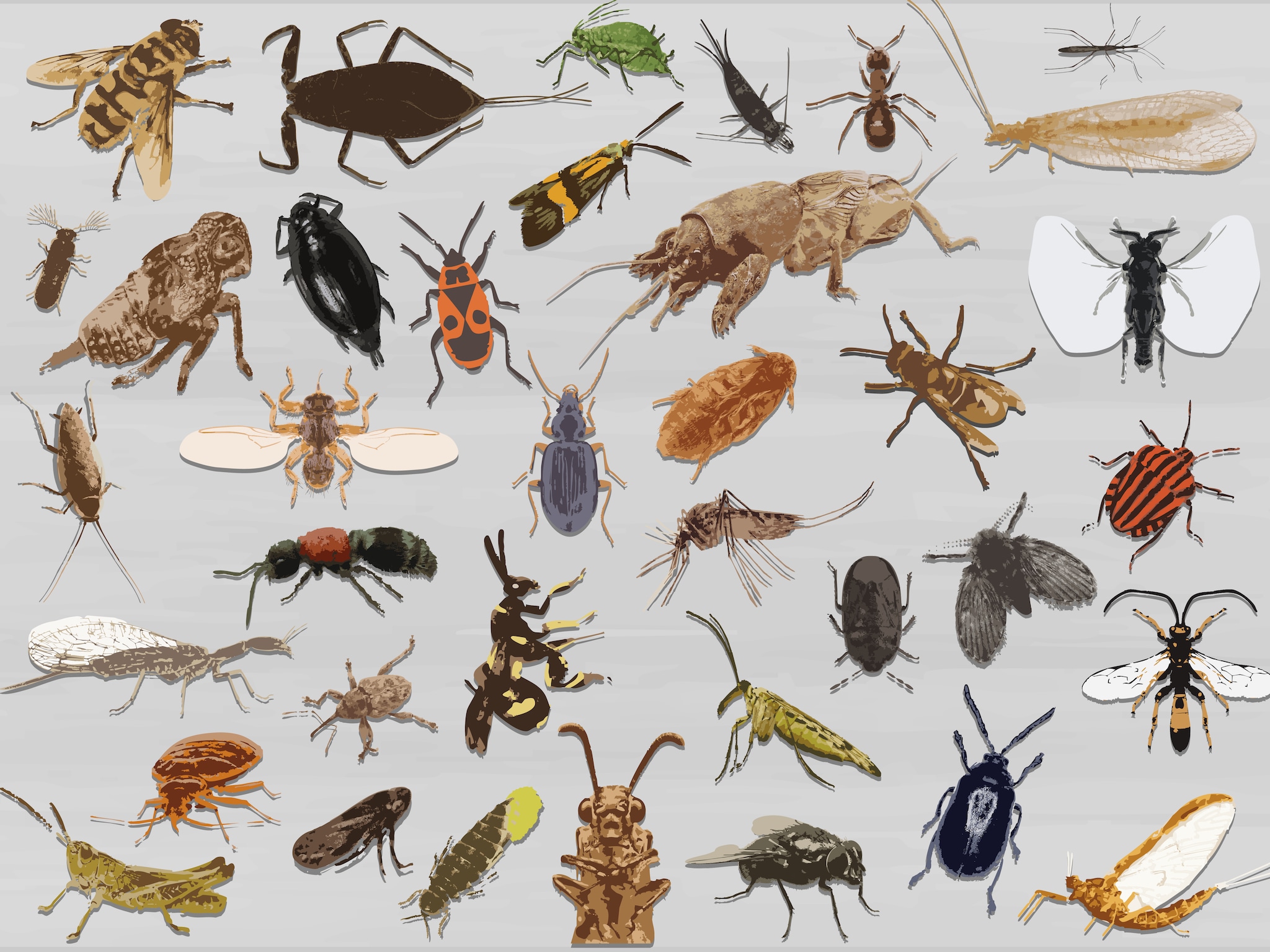 Deze vijf insecten zijn genomineerd voor de Insect van het Jaar ...