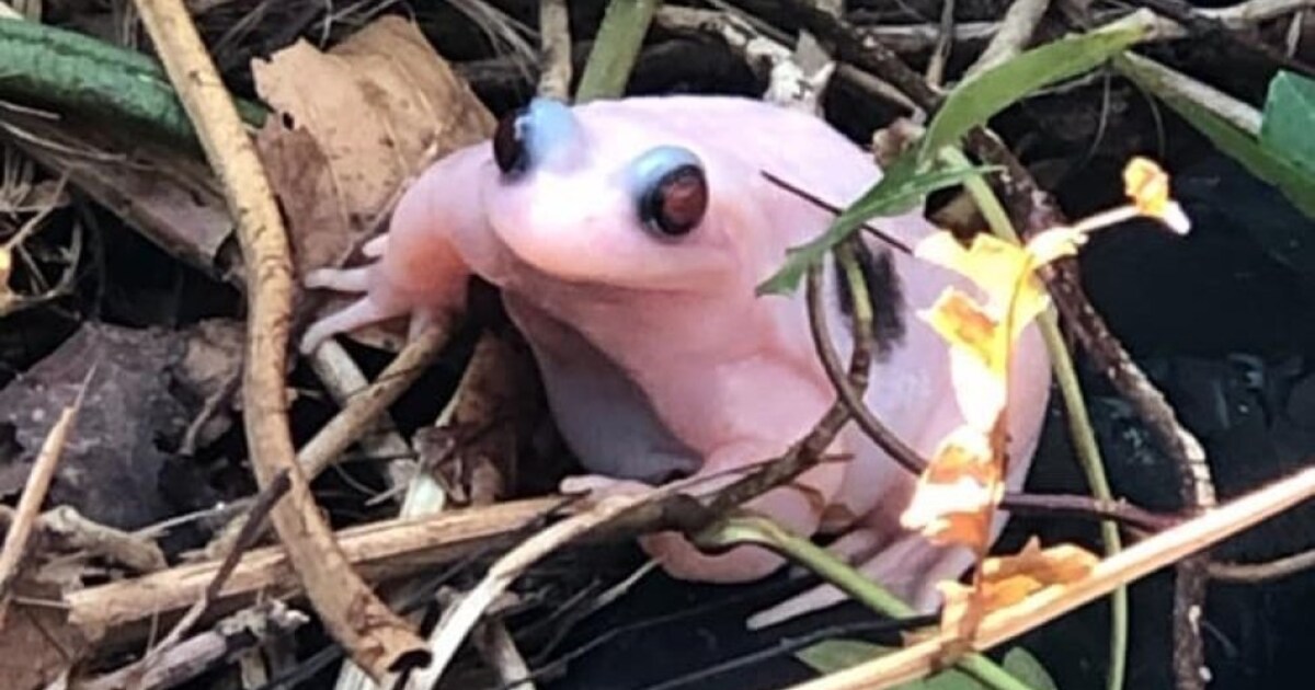 Albinokikker gespot in Julianadorp