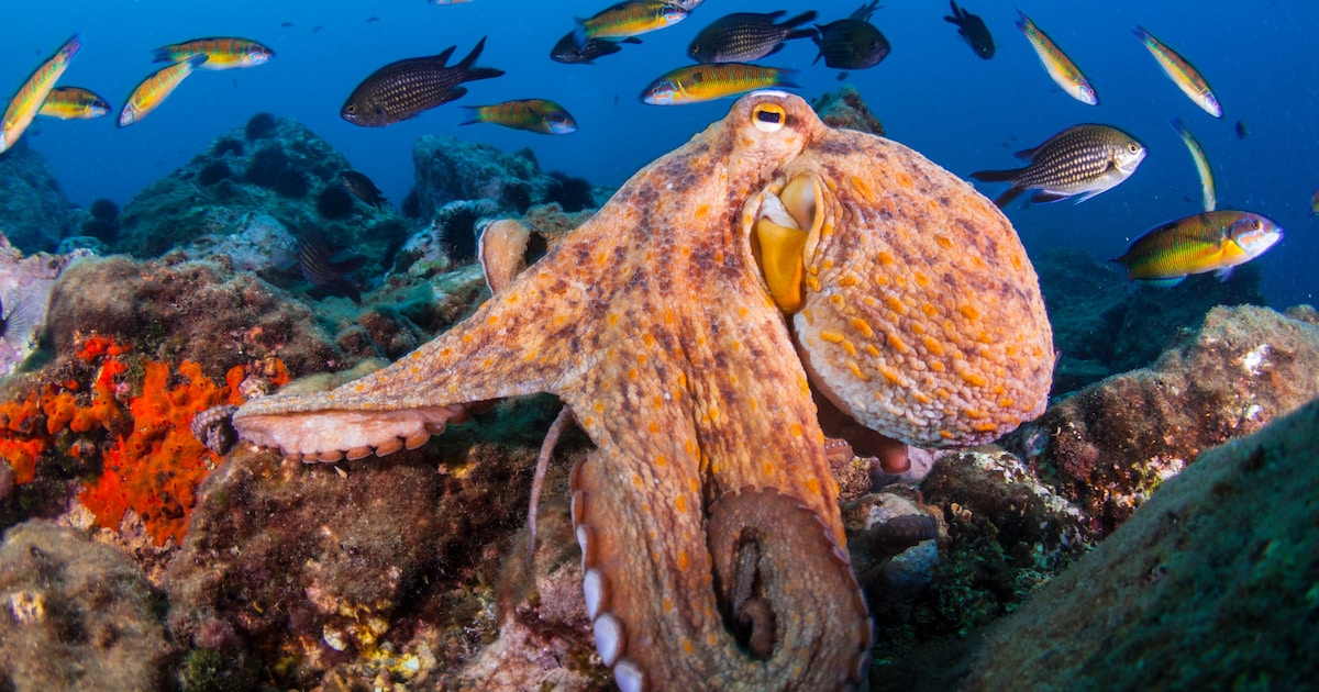 Hoe handig zijn de acht armen van de octopus? - Kidsweek