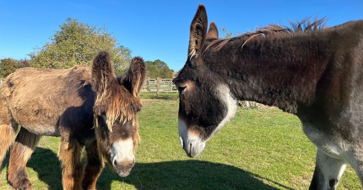 Twee ezels op hetzelfde erf breken records