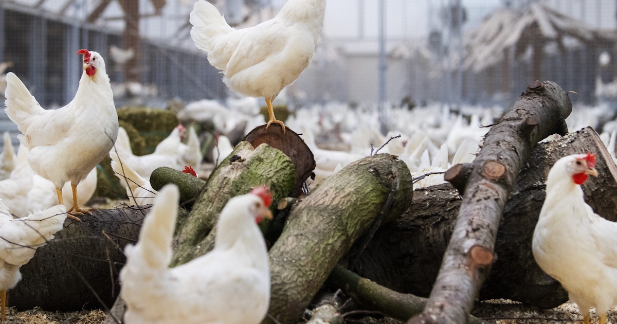 Vijf vragen over vogelgriep: Ook katten kunnen het krijgen