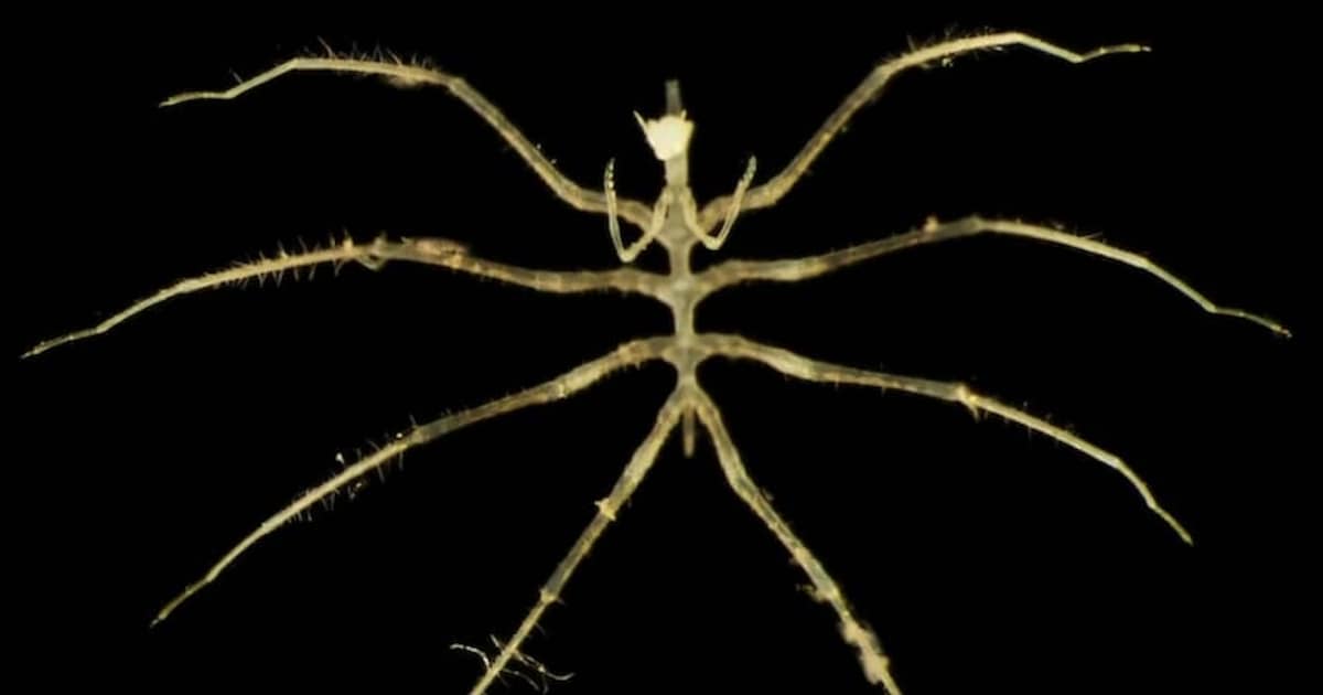 Honderden dieren ontdekt in de bodem van de Grote Oceaan