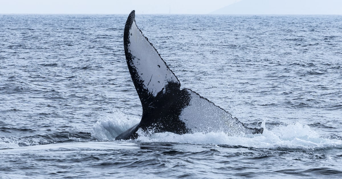 Dokters in de dierenwereld: Walvissen verlagen hartslag