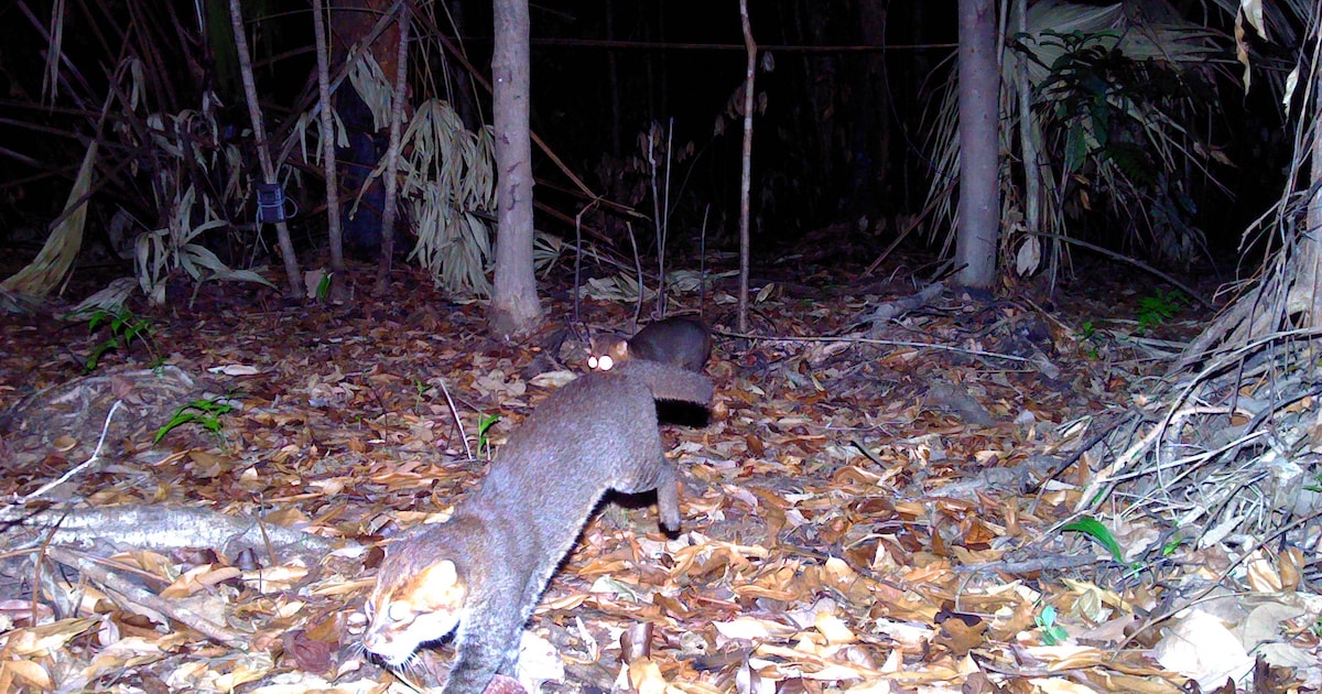 Zeldzame platkopkat in Thailand gespot