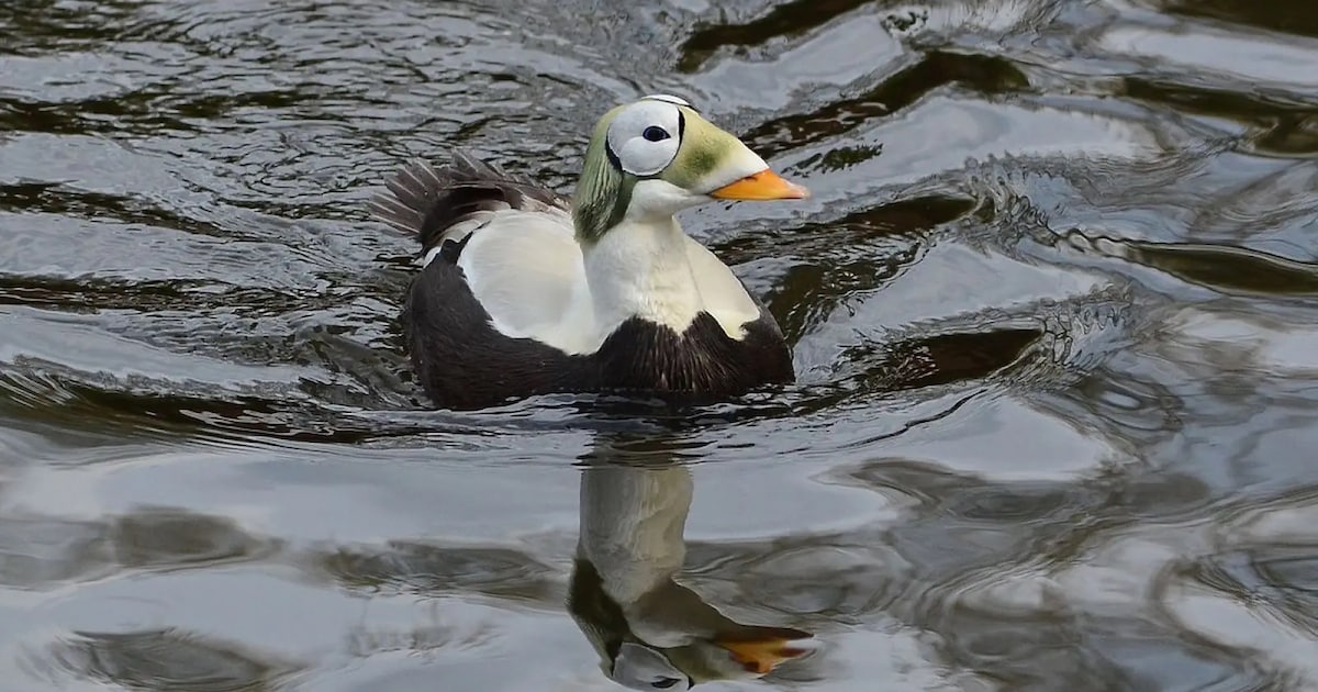 Zeldzame zee-eend gespot bij Texel