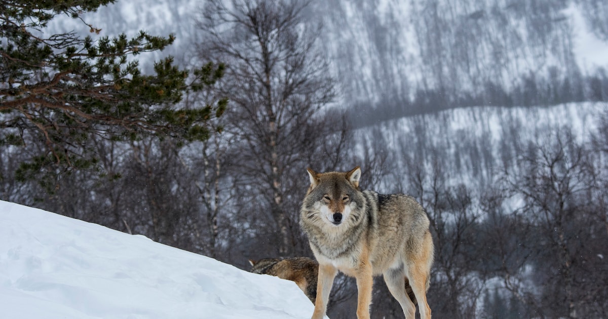 Wolven in Noorwegen en Zweden gebruiken bevroren rivieren als snelweg