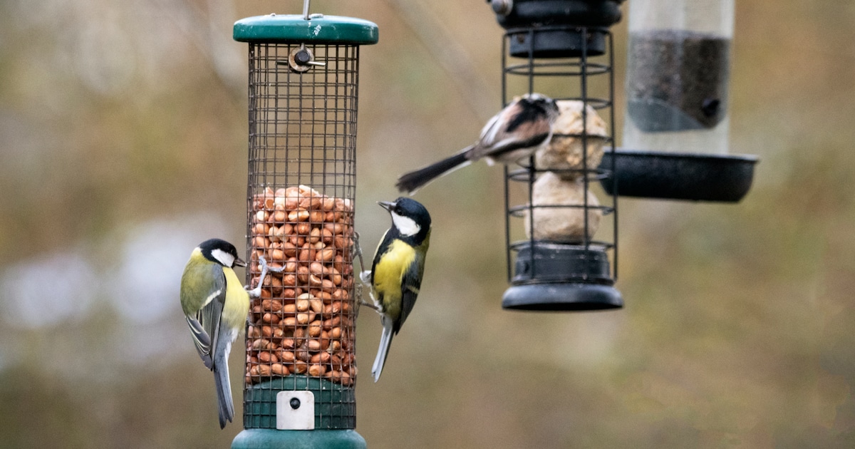 Tuinvogeltelling dit weekend: Zo doe je mee
