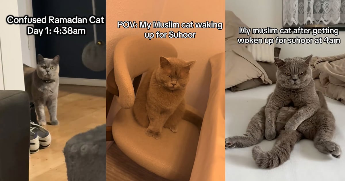 Katten in de war door de ramadan