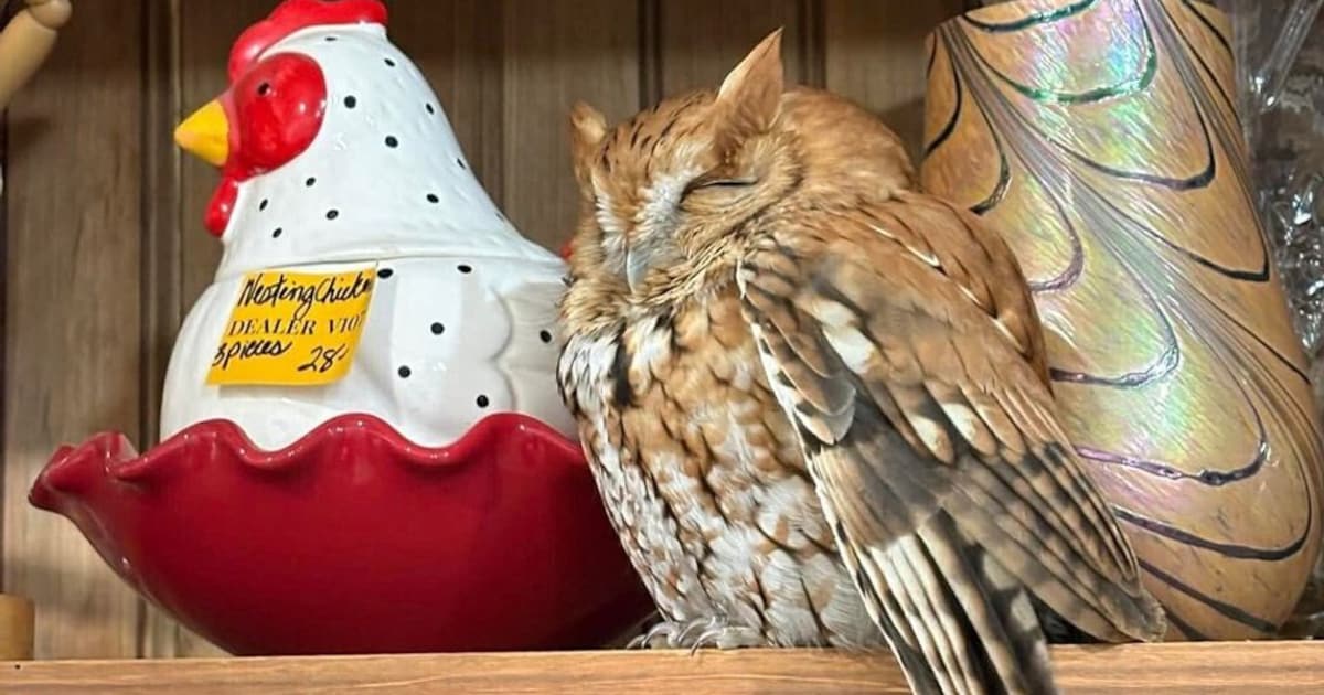 Slapende uil gevonden in Amerikaanse antiekwinkel
