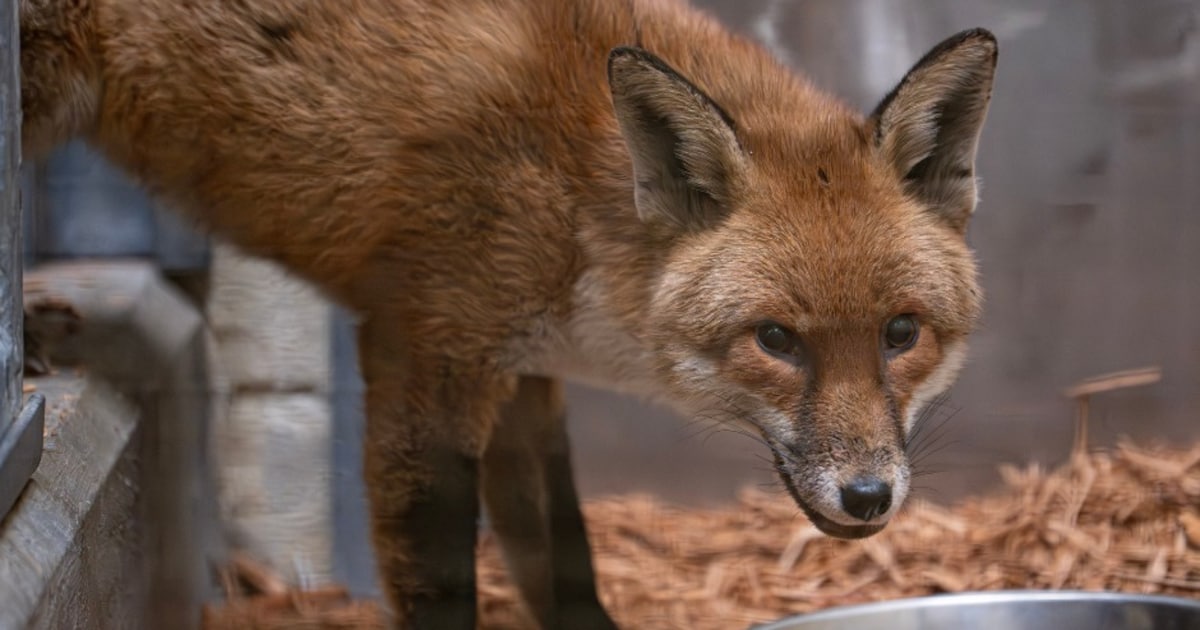 Vos vaart als verstekeling van Engeland naar New York