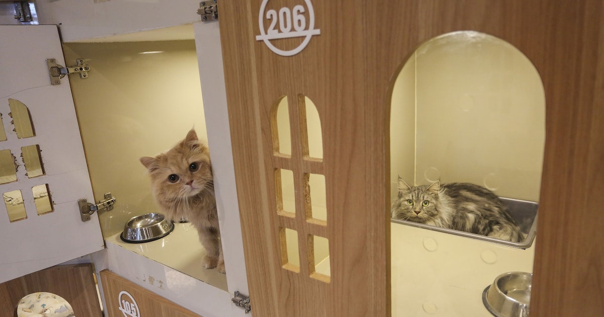 Katten in Jakarta pakken hun koffer