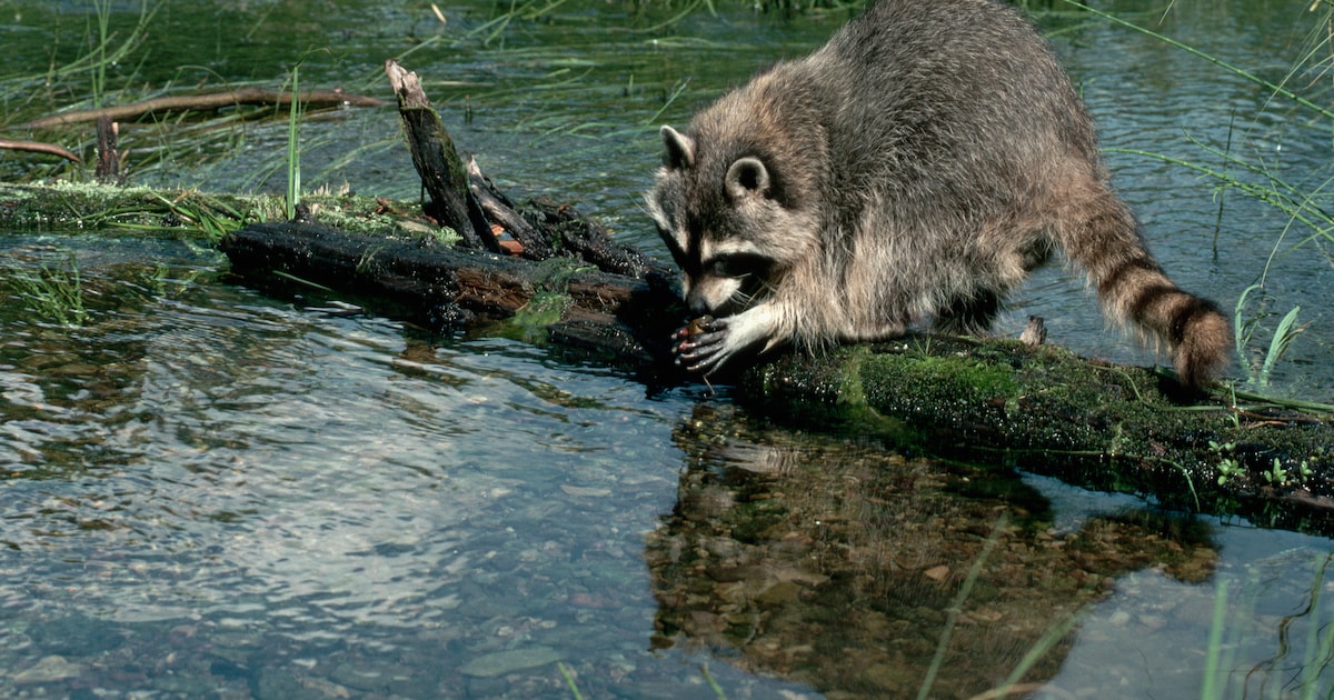 De wasbeer: puzzelprof met boevenbrein
