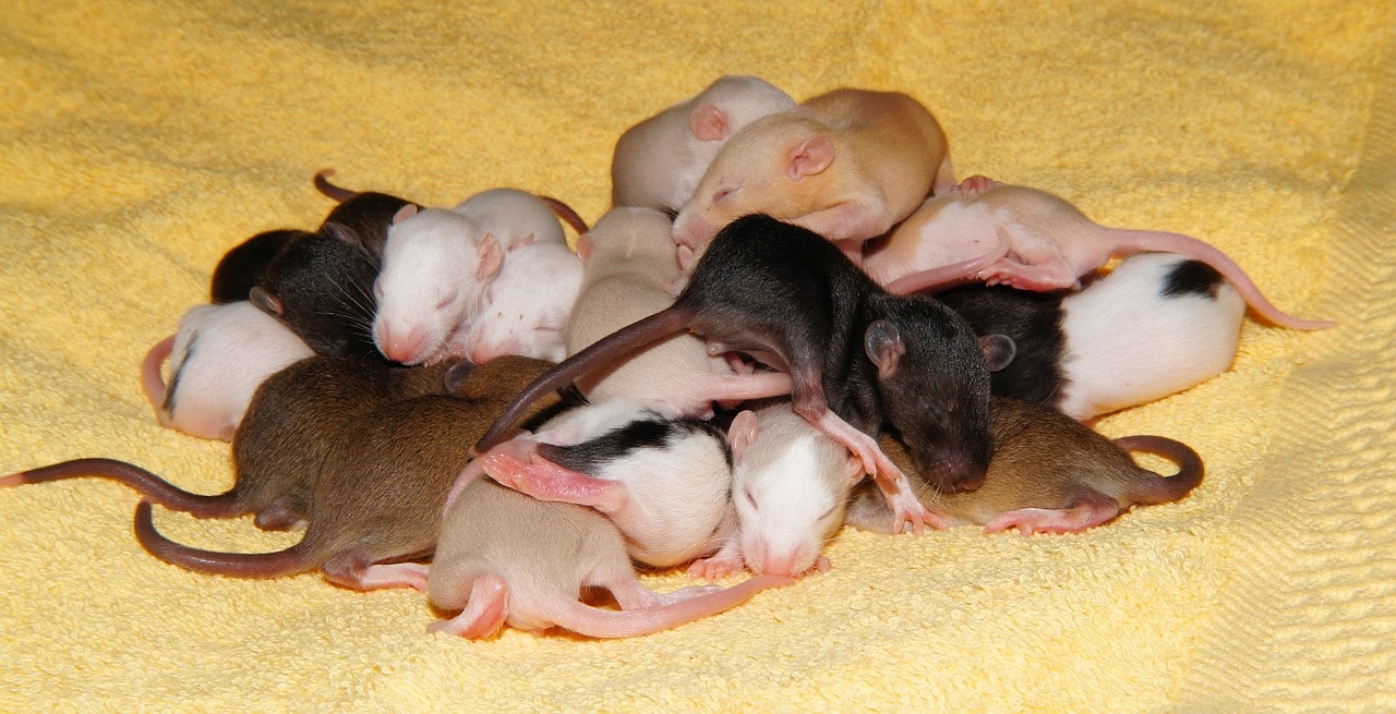 Alles over ratten! - Kidsweek