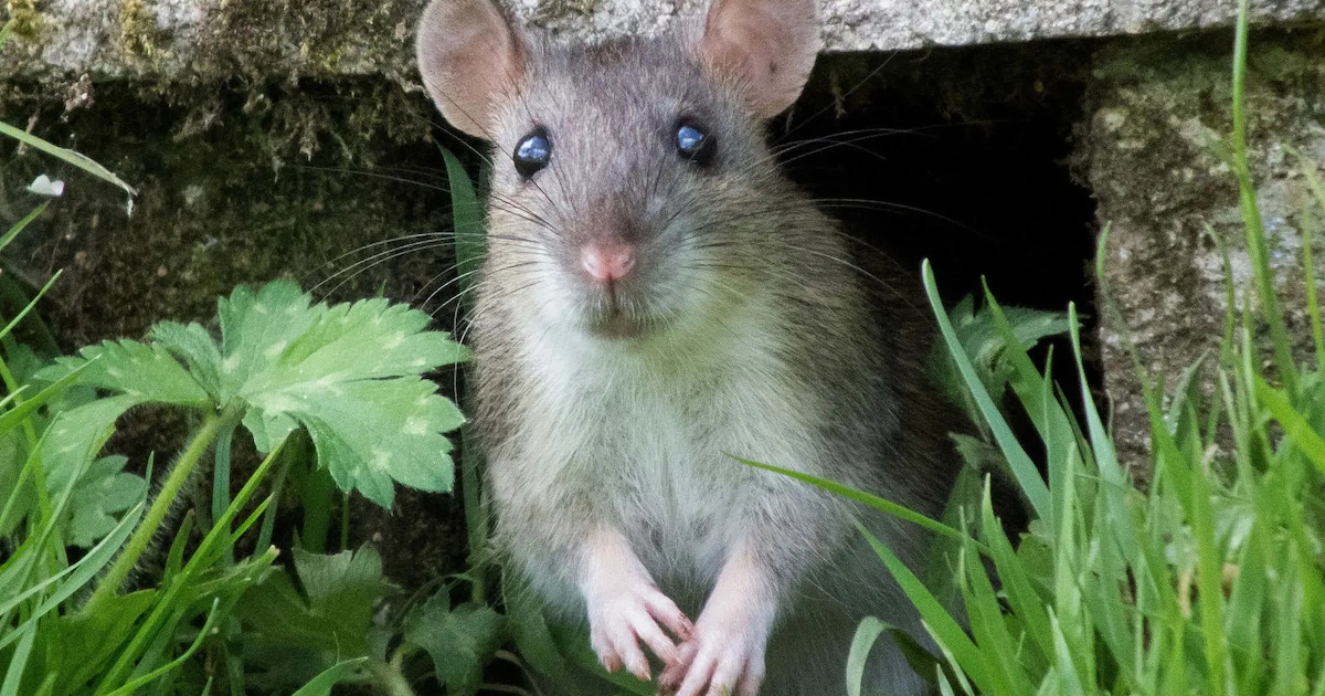 Alles over ratten! - Kidsweek