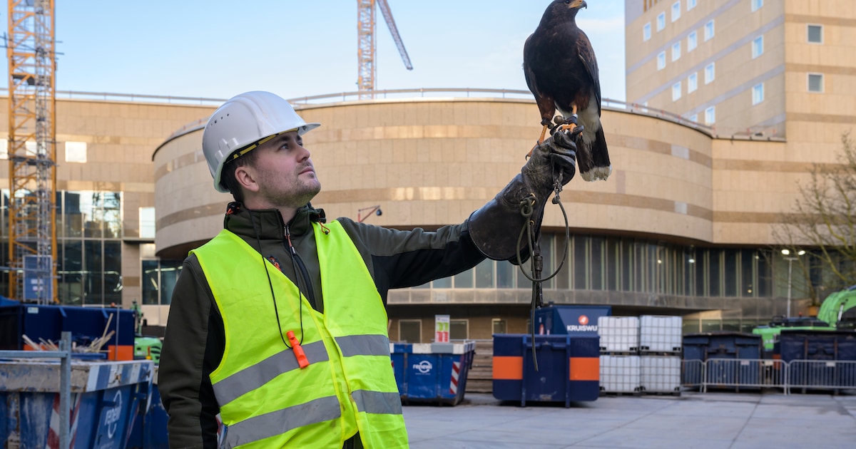 Buizerd Floyd verjaagt parkieten op het Binnenhof