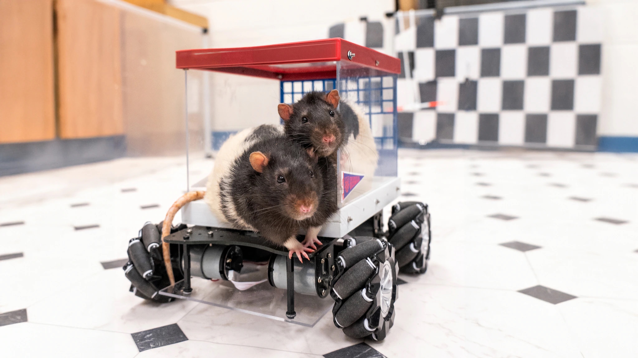 Alles over ratten! - Kidsweek