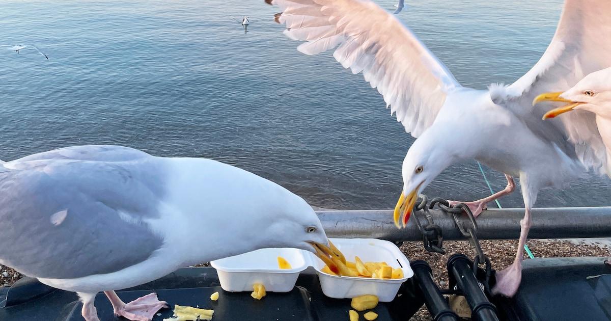 Meeuwen pikken geen eten als er wiebeloogjes op zitten