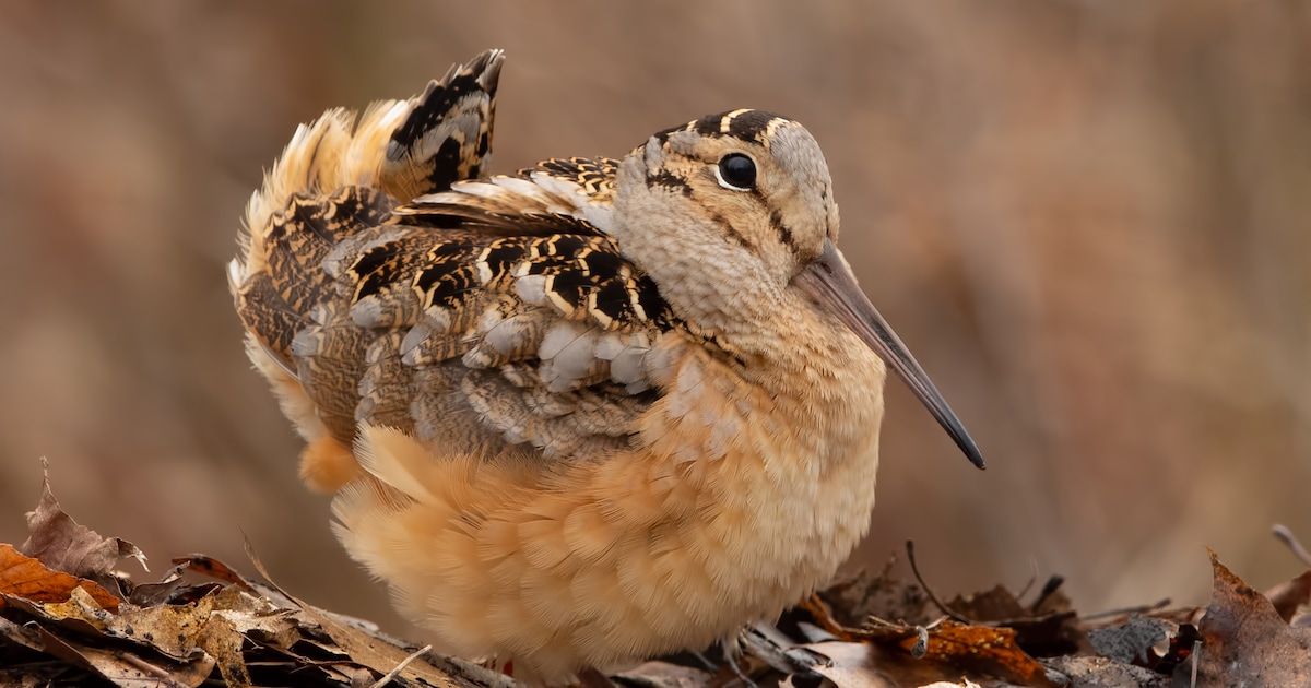 Amerikaanse houtsnip gaat viral