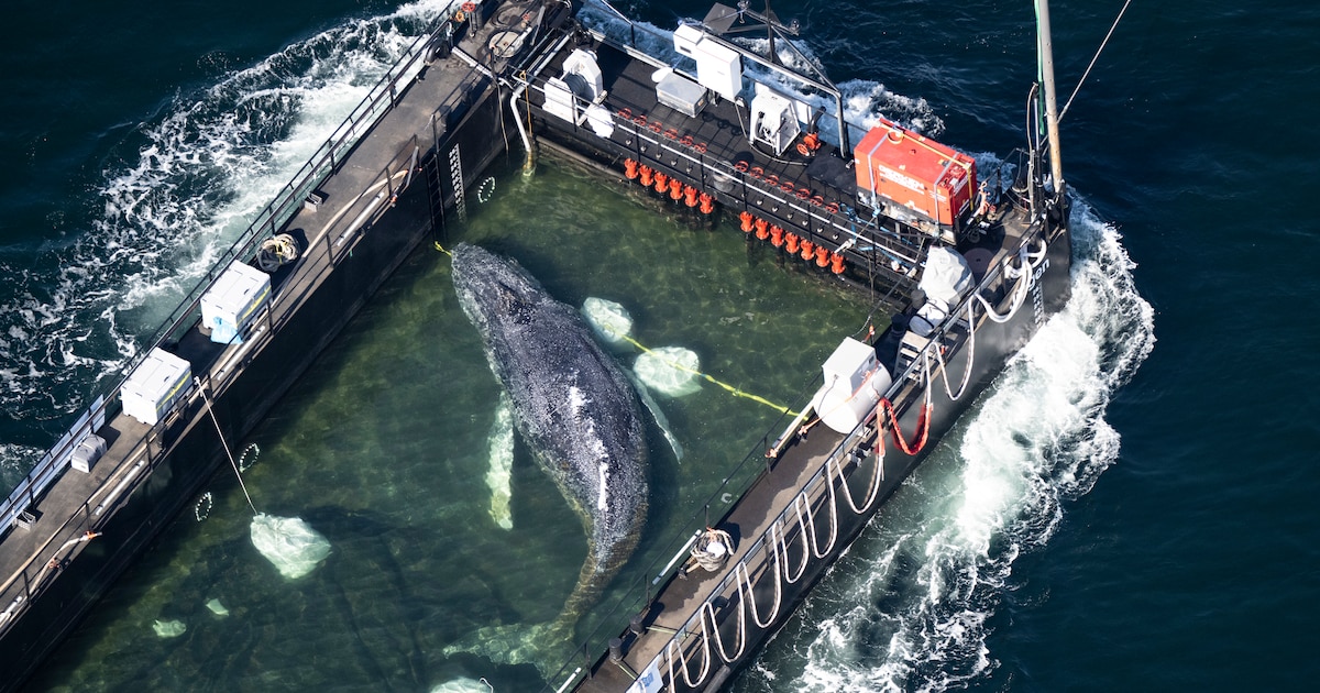 Walvis Timmy is terug naar de oceaan