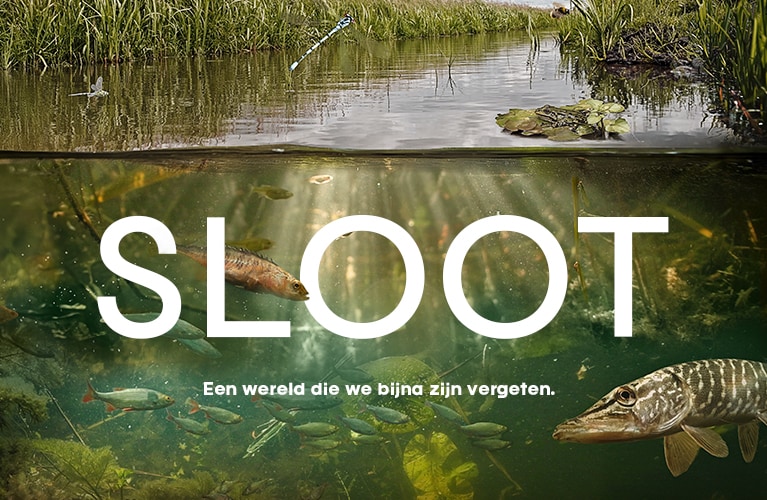 In natuurfilm SLOOT duik je onder water - Kidsweek