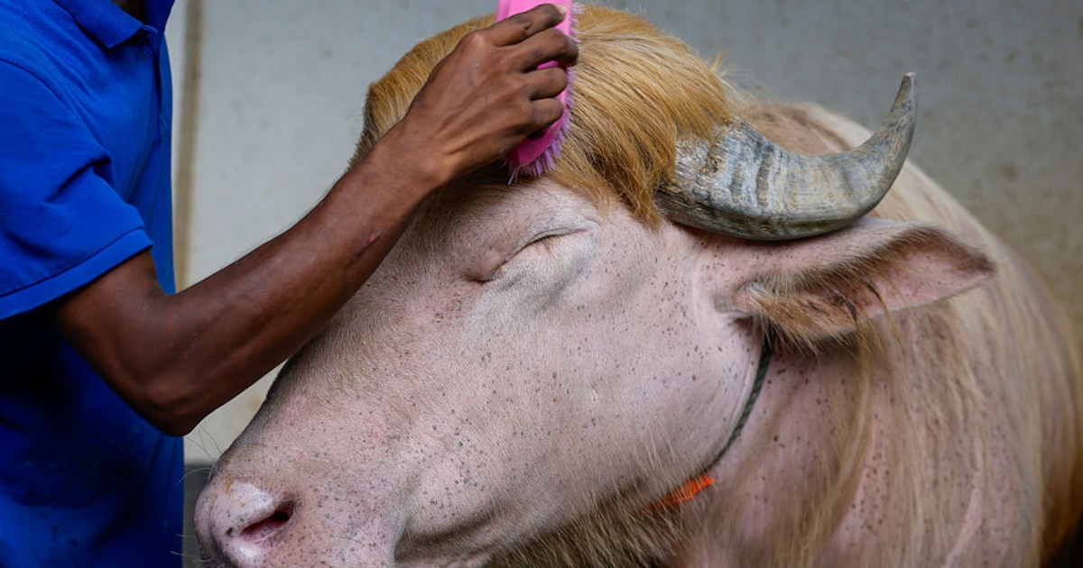 Zeldzame albinowaterbuffel in Bangladesh lijkt op Donald Trump