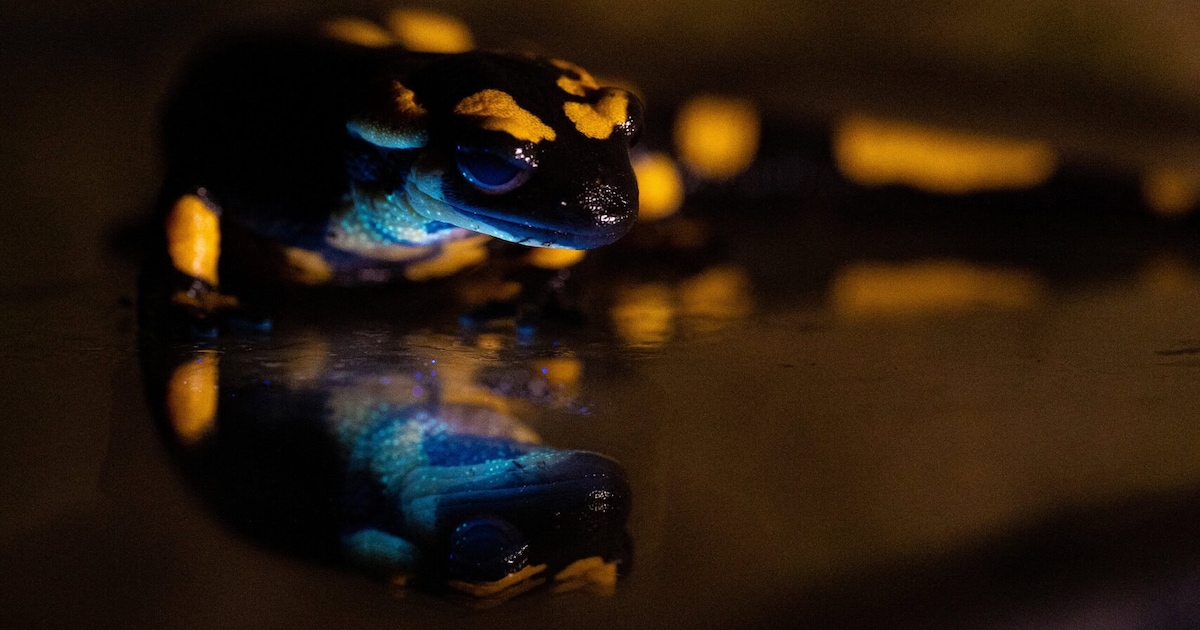 Vuursalamander krijgt onder uv-lamp blauwgroene gloed