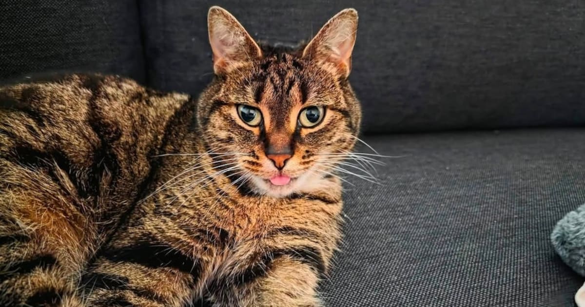 Poes Zwabber duikt op in Noorwegen