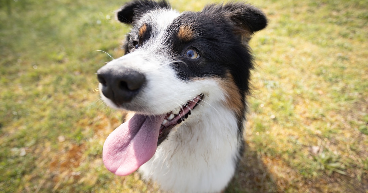 Honden worden blij van een lach