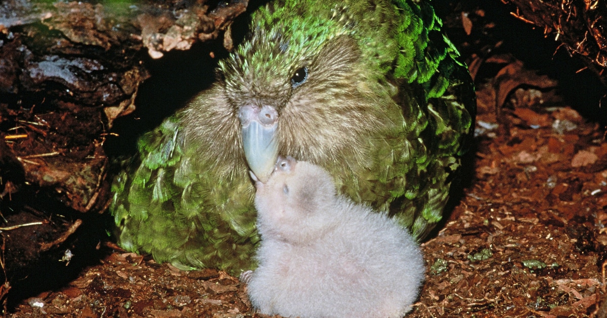 Een nieuw record voor de kakapo