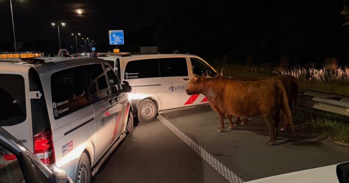 Schotse hooglanders liepen op autoweg