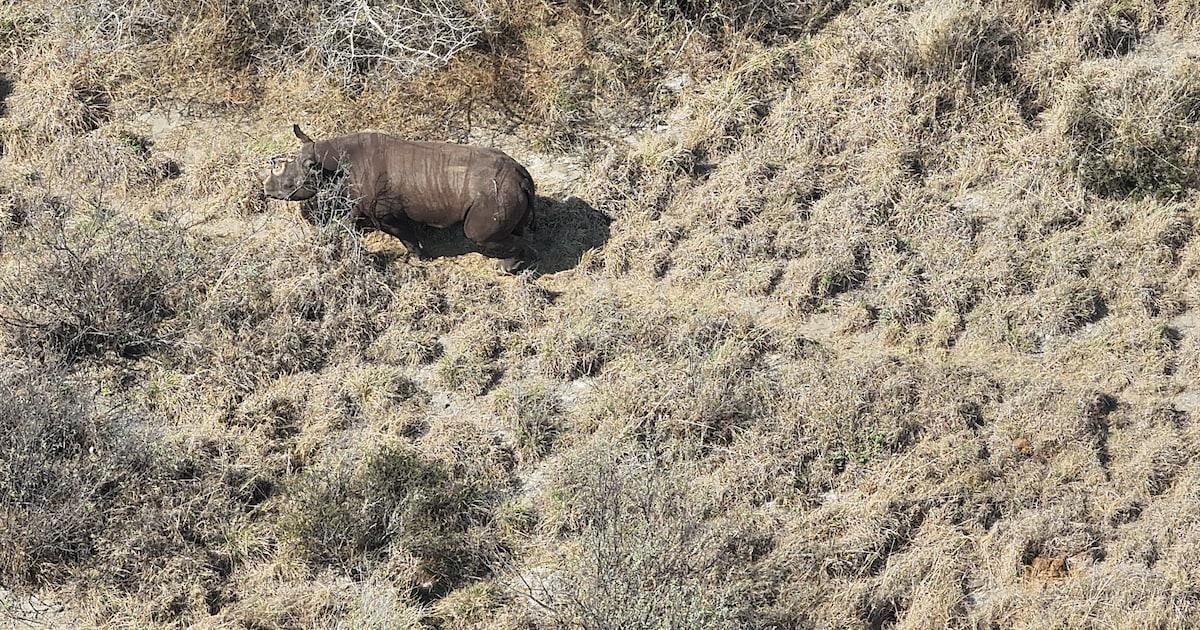 Botswana heeft er twintig nieuwe zwarte neushoorns bij