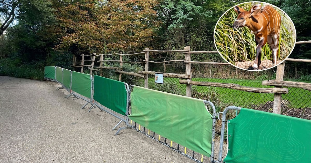 Extra hek voor nieuwsgierige bergbongo in Diergaarde Blijdorp