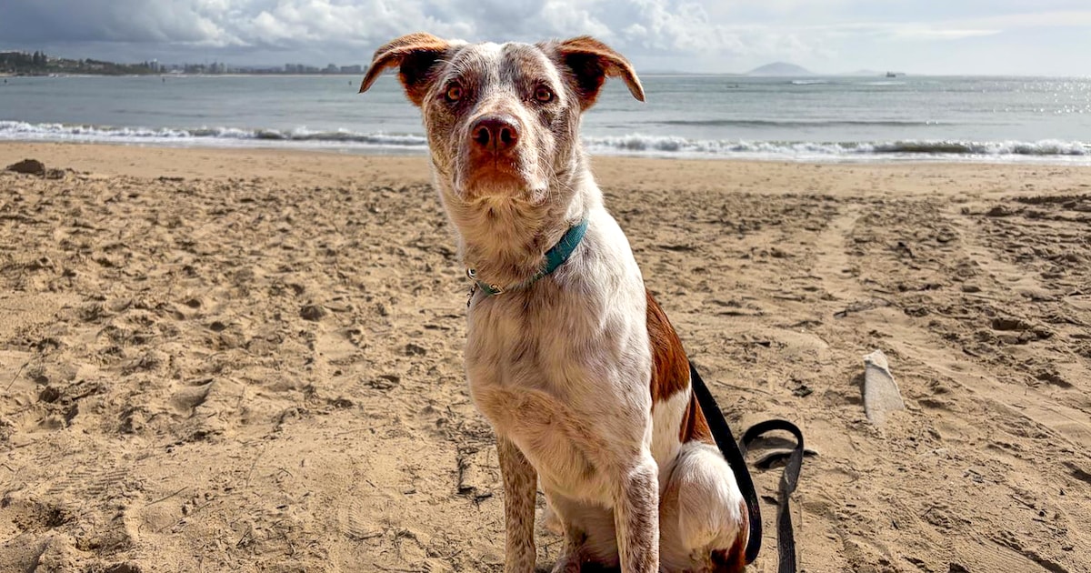Australische hond Oaka wordt koalaspeurder