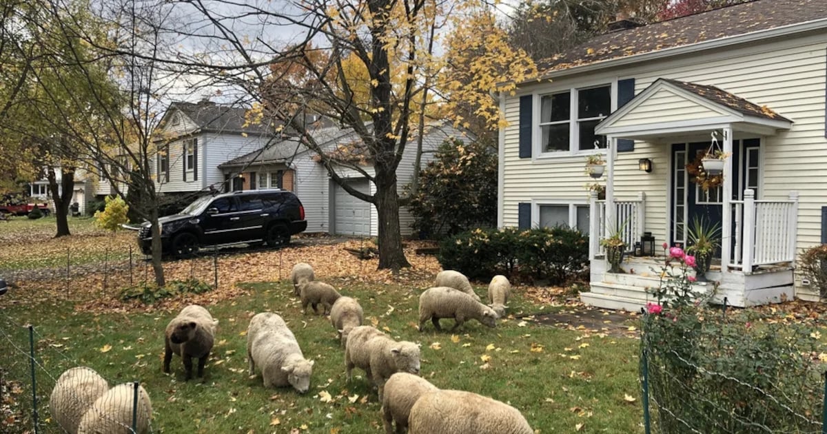 Last van brandnetels? Deze schapen eten ze voor je op - Kidsweek