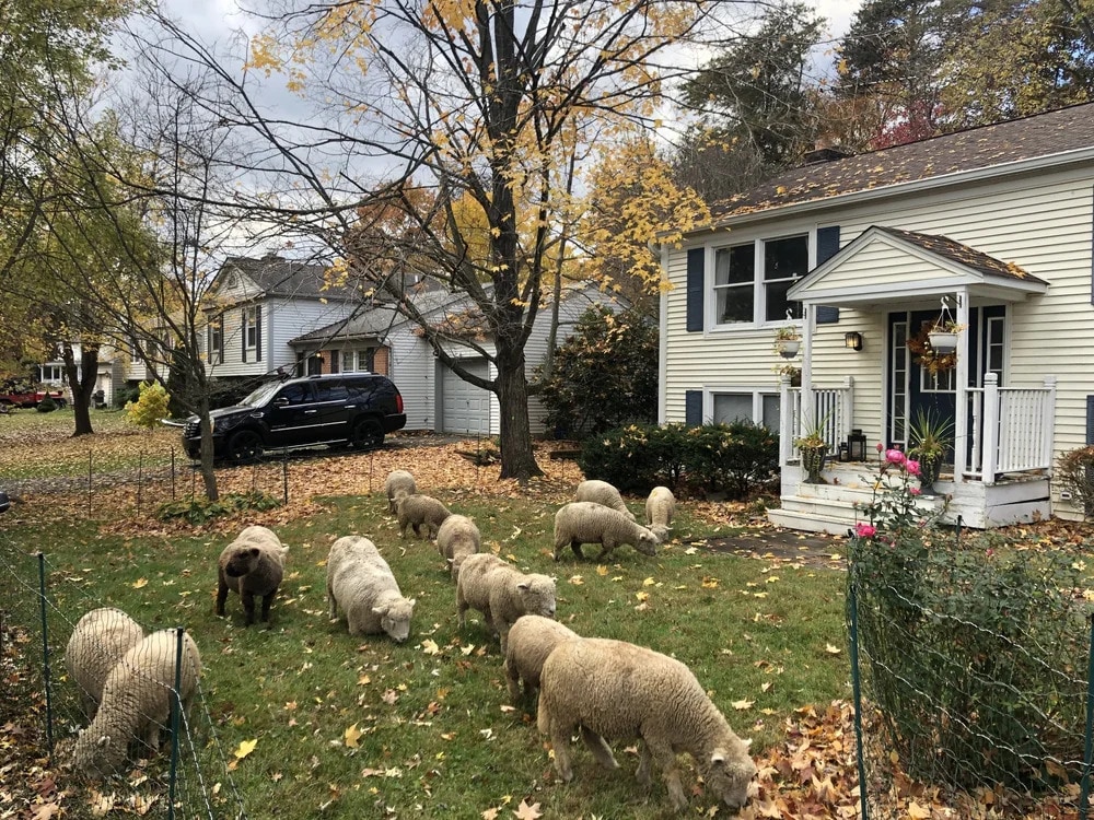 Last van brandnetels? Deze schapen eten ze voor je op - Kidsweek